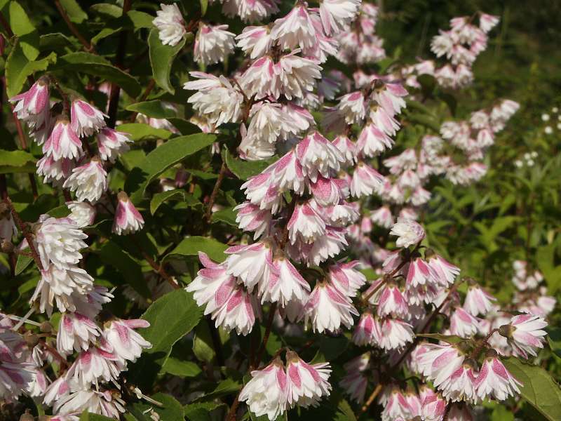 Deutzia scabra Pride of Rochester | Listnaté dřeviny |Zahradnictví Franc